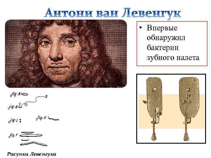 Открытие ван левенгука. Антони Ван Левенгук бактерии. Антони Ван Левенгук изображение клетки. Антони Ван Левенгук рисунки. Зарисовки Левенгука микроорганизмы.