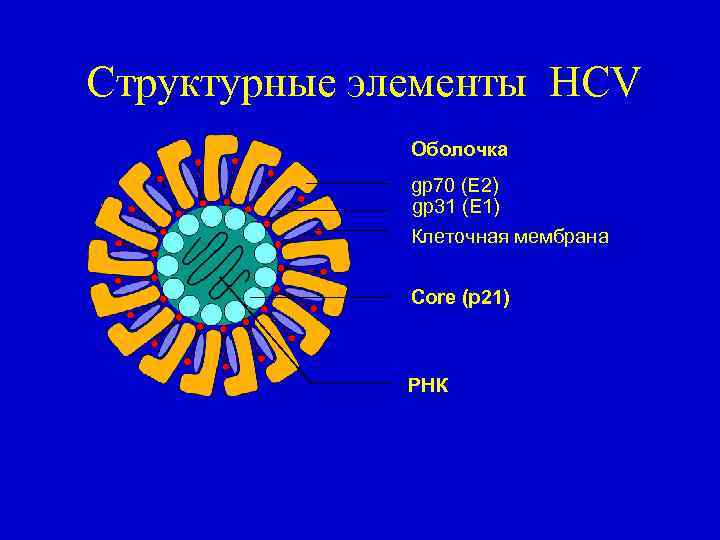 Структурные элементы HCV Оболочка gp 70 (E 2) gp 31 (E 1) Клеточная мембрана