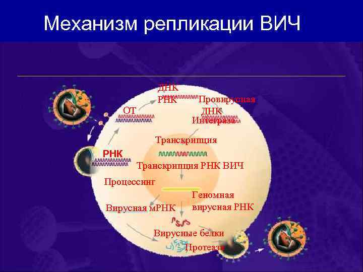 Механизм репликации ВИЧ ДНК РНК ОТ Провирусная ДНК Интеграза Транскрипция РНК ВИЧ Процессинг Вирусная