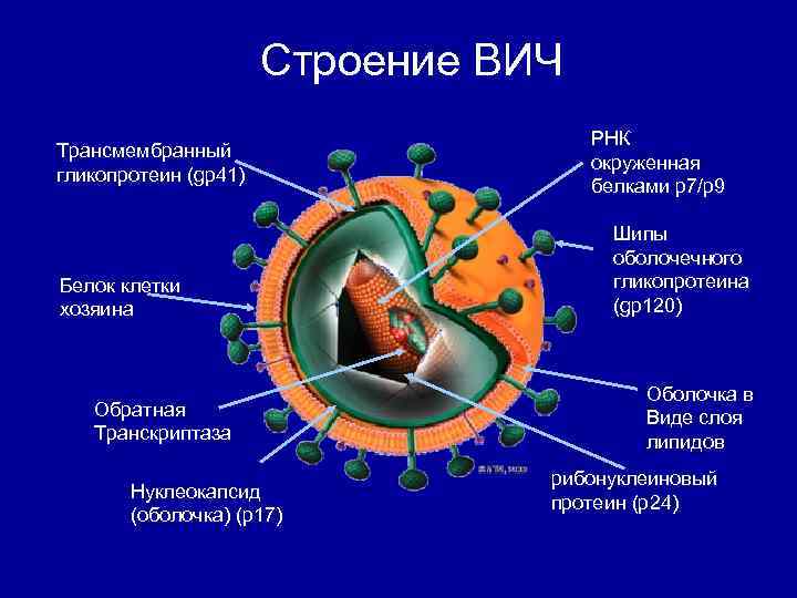 Строение ВИЧ Трансмембранный гликопротеин (gp 41) Белок клетки хозяина Обратная Транскриптаза Нуклеокапсид (оболочка) (p