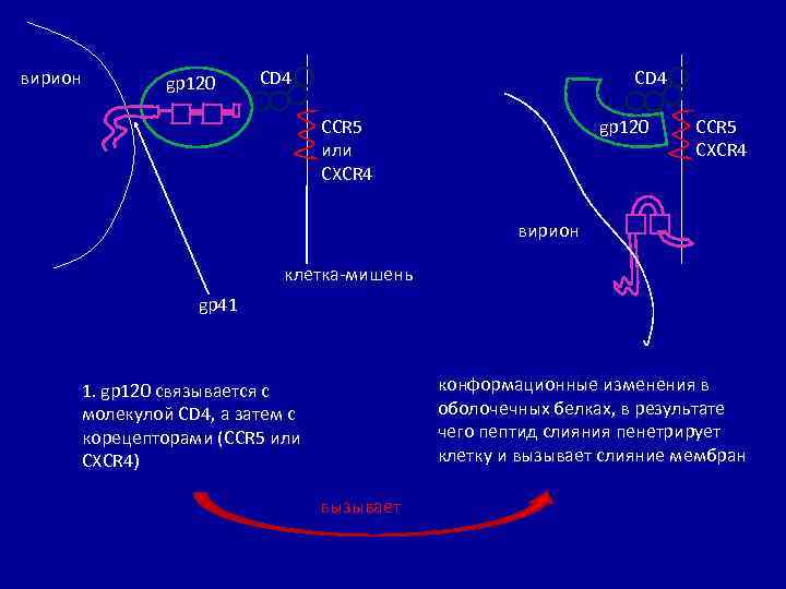 вирион gp 120 CD 4 CCR 5 или CXCR 4 gp 120 CCR 5