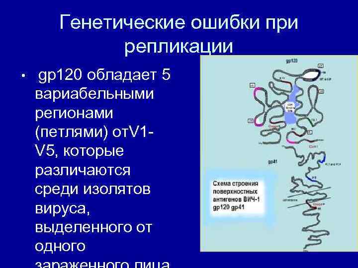 Генетические ошибки при репликации • gp 120 обладает 5 вариабельными регионами (петлями) от. V