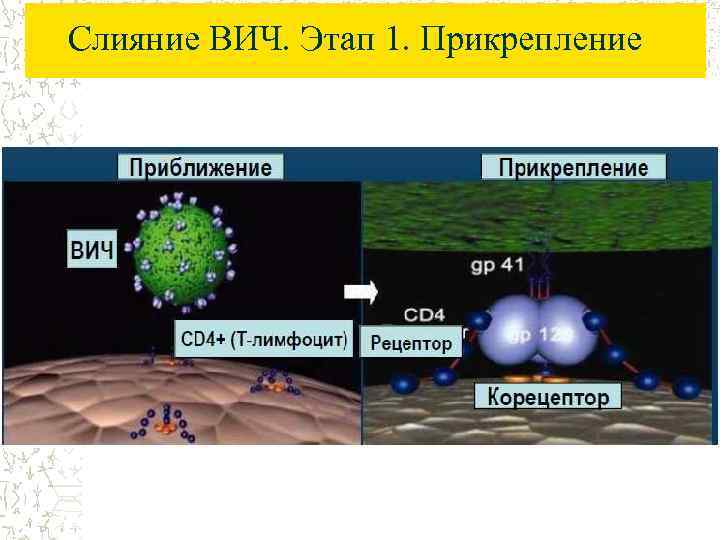 Слияние ВИЧ. Этап 1. Прикрепление 