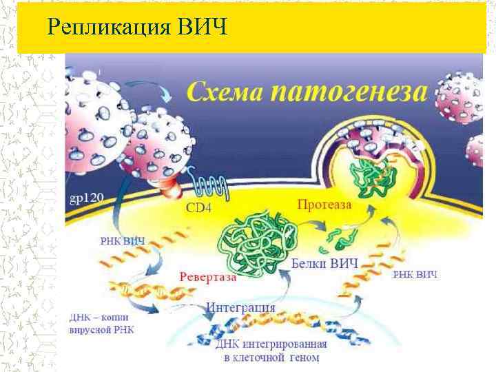 Репликация ВИЧ 