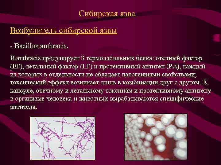 Сибирская язва Возбудитель сибирской язвы - Bacillus anthracis. B. anthracis продуцирует 3 термолабильных белка: