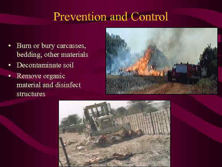 Prevention and Control • Burn or bury carcasses, bedding, other materials • Decontaminate soil