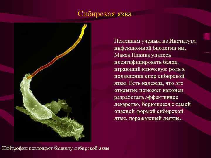 Сибирская язва Немецким ученым из Института инфекционной биологии им. Макса Планка удалось идентифицировать белок,