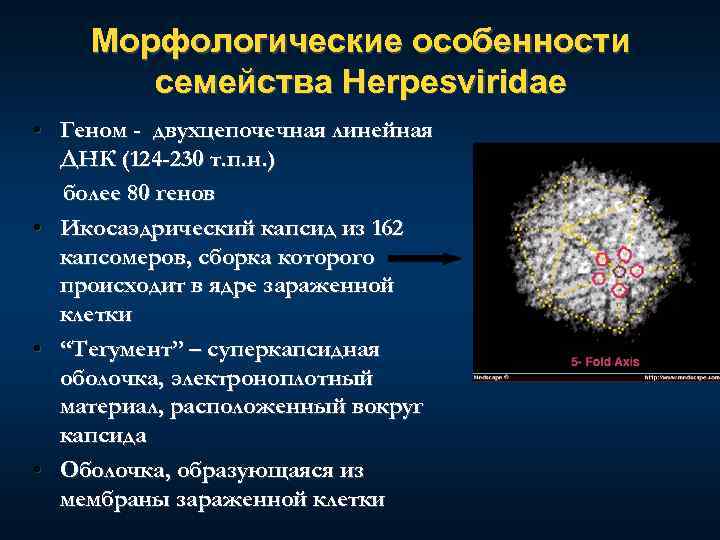 Морфологические особенности семейства Нerpesviridae • Геном - двухцепочечная линейная ДНК (124 -230 т. п.