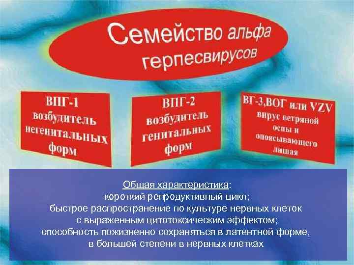 Общая характеристика: короткий репродуктивный цикл; быстрое распространение по культуре нервных клеток с выраженным цитотоксическим