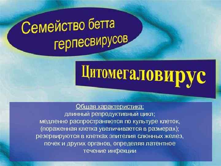 Общая характеристика: длинный репродуктивный цикл; медленно распространяются по культуре клеток, (пораженная клетка увеличивается в