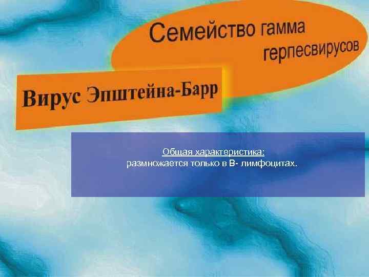 Общая характеристика: размножается только в В лимфоцитах. 
