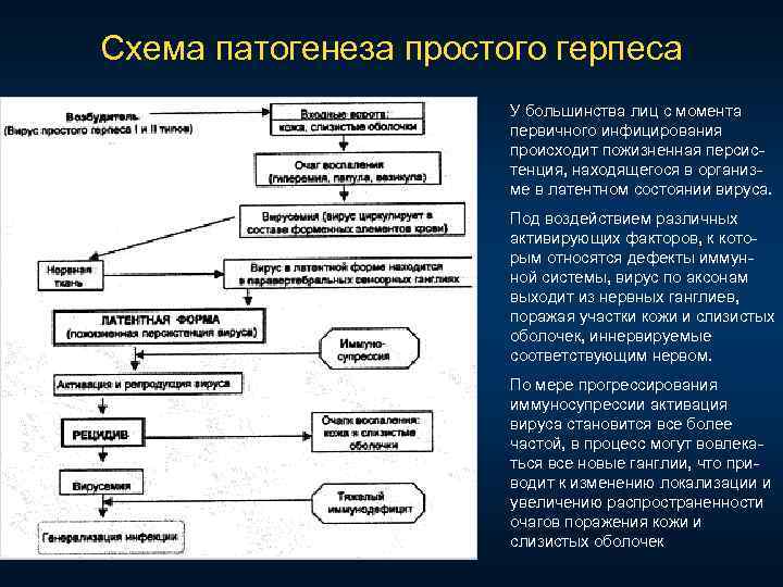 Схема патогенеза простого герпеса У большинства лиц с момента первичного инфицирования происходит пожизненная персис