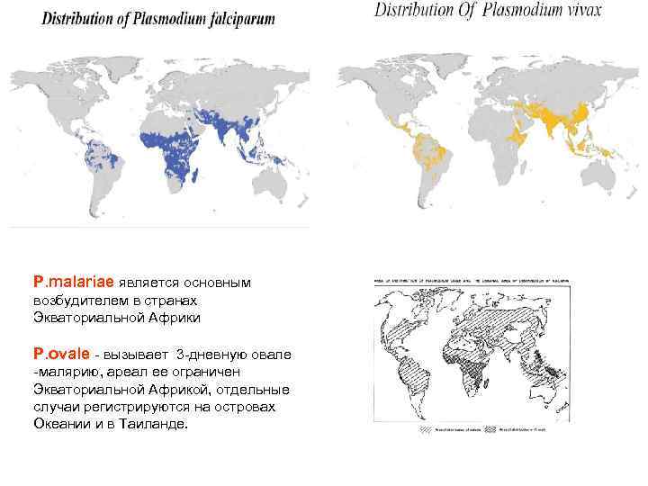P. malariae является основным возбудителем в странах Экваториальной Африки Р. ovale - вызывает 3
