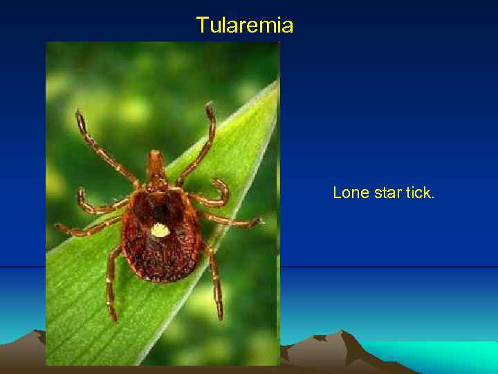 Tularemia Lone star tick. 