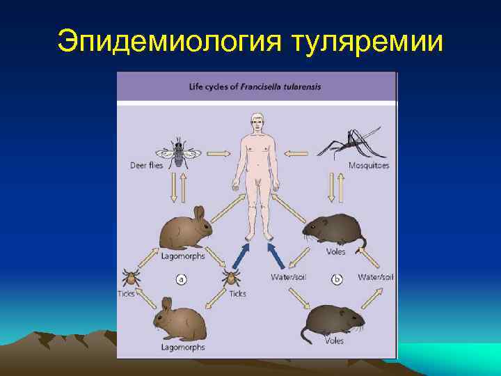 Эпидемиология туляремии 