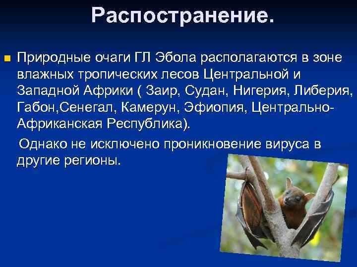 Распостранение. n Природные очаги ГЛ Эбола располагаются в зоне влажных тропических лесов Центральной и