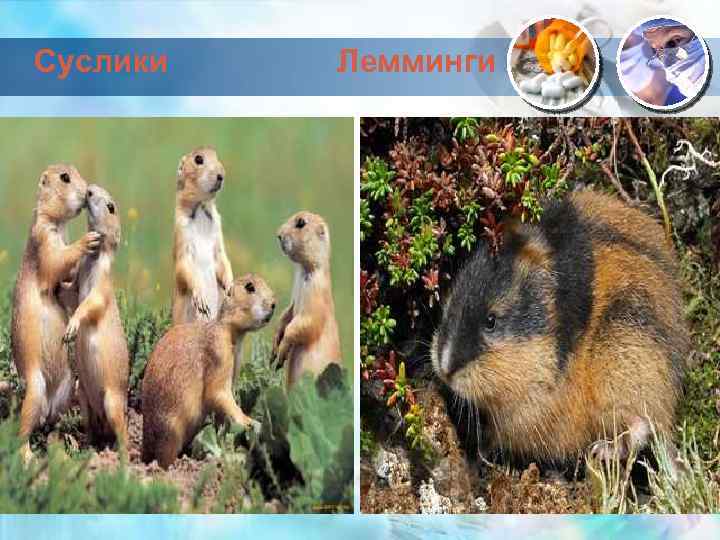  Суслики Лемминги 