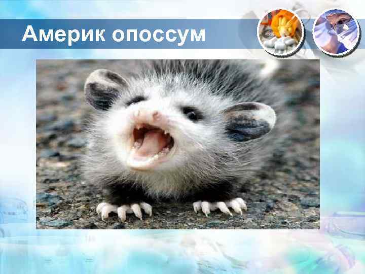 Америк опоссум 