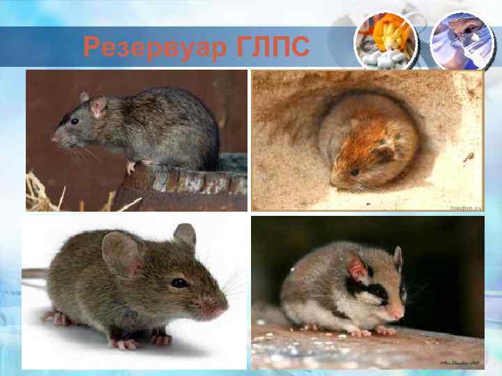 Резервуар ГЛПС 