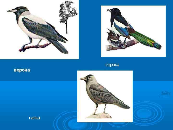 сорока ворона галка 
