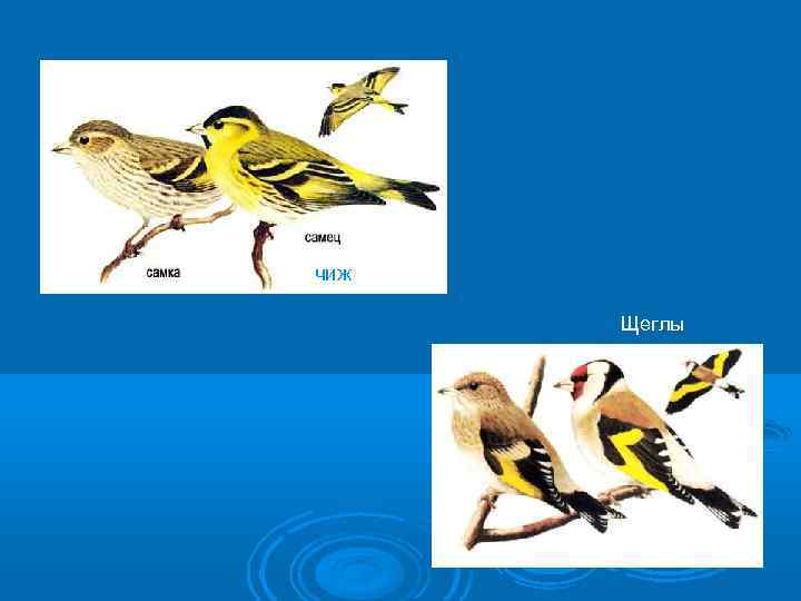 чиж Щеглы ) 