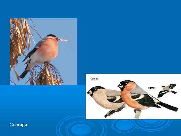 Снегири 