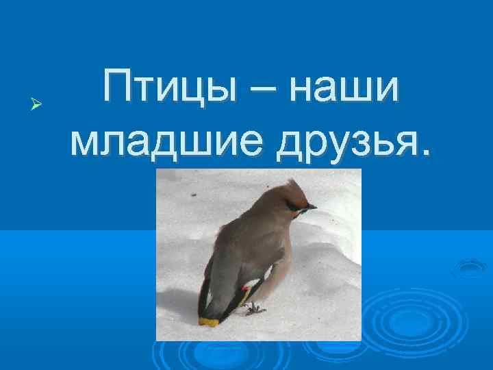  Птицы – наши младшие друзья. 