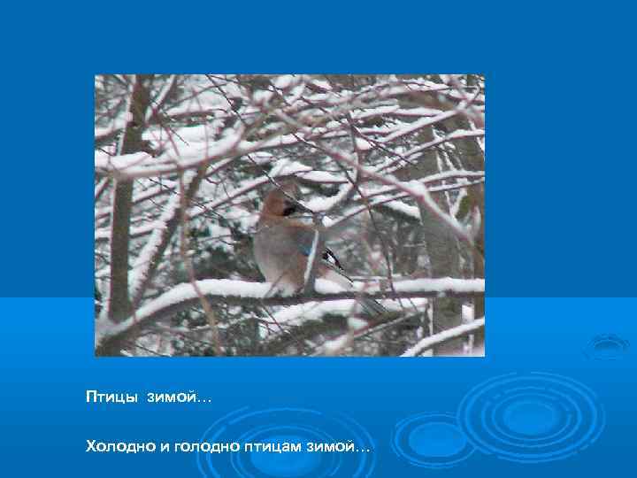 Птицы зимой… Холодно и голодно птицам зимой… 