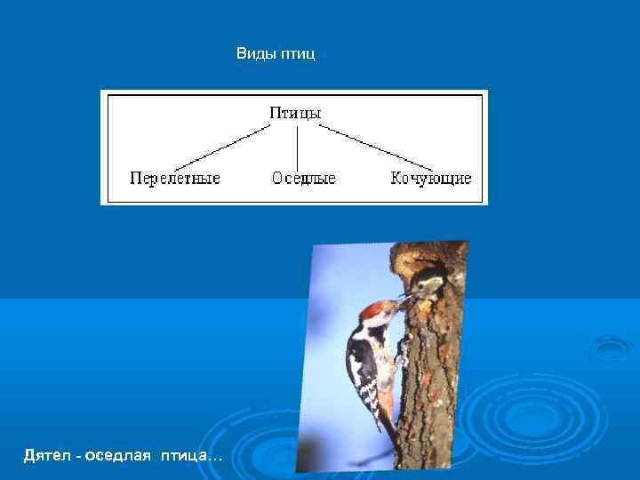 Виды птиц Дятел - оседлая птица… 