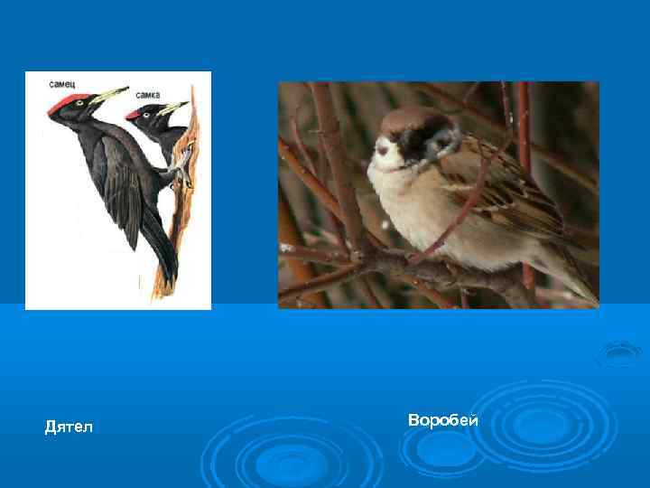 Дятел Воробей 