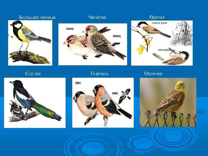  Большая синица Чечётка Пухляк Сорока Снегирь Овсянка 