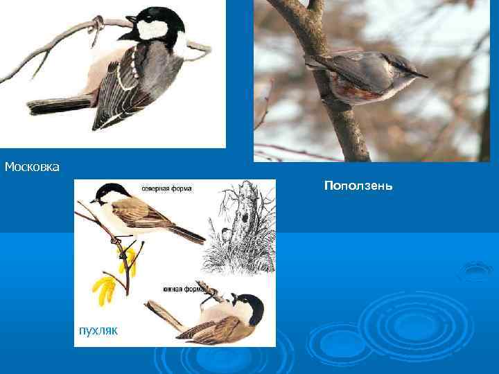 Московка Поползень пухляк 