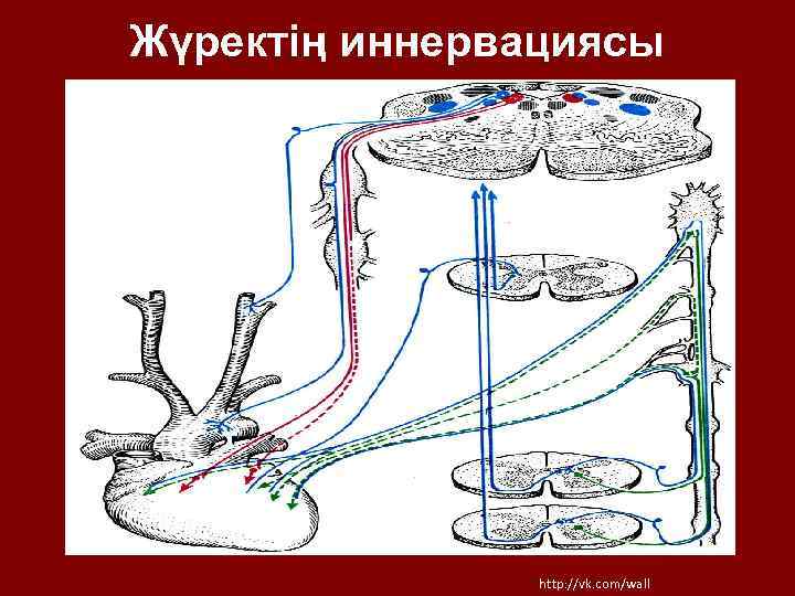 Жүректің иннервациясы http: //vk. com/wall 
