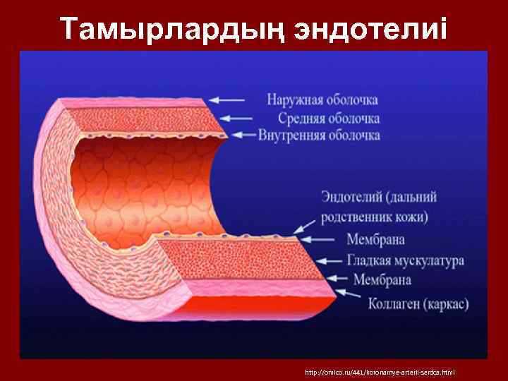 Тамырлардың эндотелиі http: //omico. ru/441/koronarnye-arterii-serdca. html 
