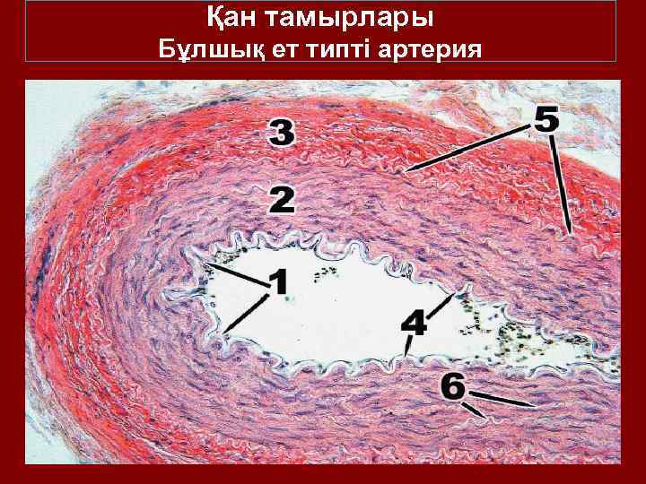 Қан тамырлары Бұлшық ет типті артерия 