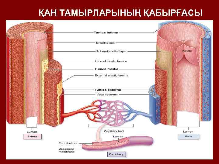 ҚАН ТАМЫРЛАРЫНЫҢ ҚАБЫРҒАСЫ 