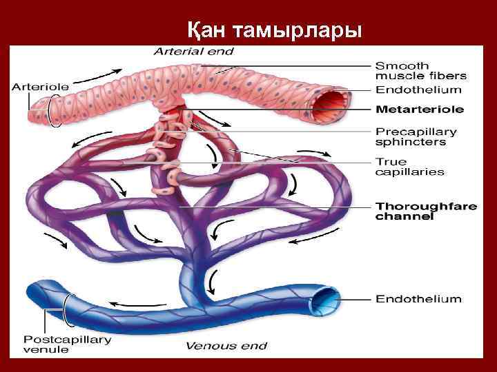 Қан тамырлары 