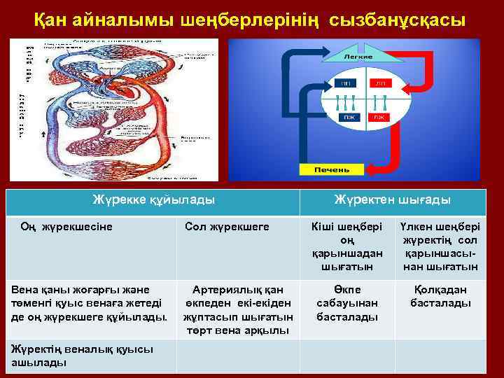 Қан айналым шеңбері