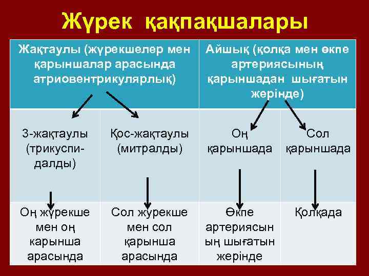 Жүрек қақпақшалары Жақтаулы (жүрекшелер мен Айшық (қолқа мен өкпе қарыншалар арасында артериясының aтриовентрикулярлық) қарыншадан