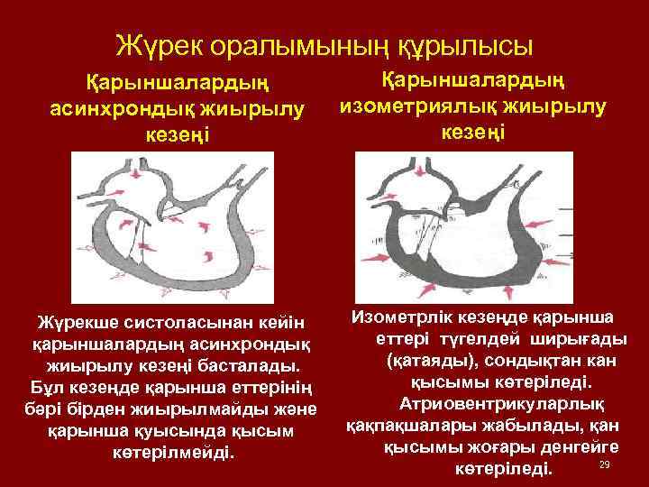 Жүрек оралымының құрылысы Қарыншалардың асинхрондық жиырылу кезеңі Жүрекше систоласынан кейін қарыншалардың асинхрондық жиырылу кезеңі