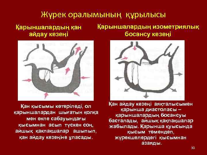 Жүрек оралымының құрылысы Қарыншалардың қан айдау кезеңі Қарыншалардың изометриялық босансу кезеңі Қан қысымы көтеріледі,