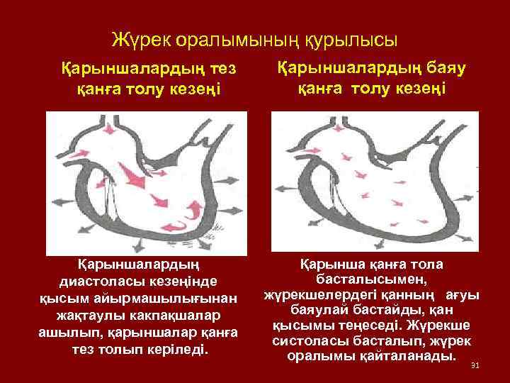 Жүрек оралымының қурылысы Қарыншалардың тез қанға толу кезеңі Қарыншалардың диастоласы кезеңінде қысым айырмашылығынан жақтаулы