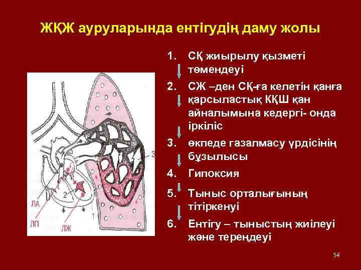 ЖҚЖ ауруларында ентігудің даму жолы 1. СҚ жиырылу қызметі төмендеуі 2. СЖ –ден СҚ-ға