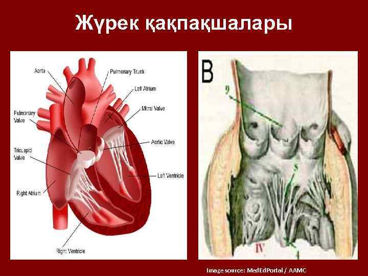 Жаралы жүрек картинка