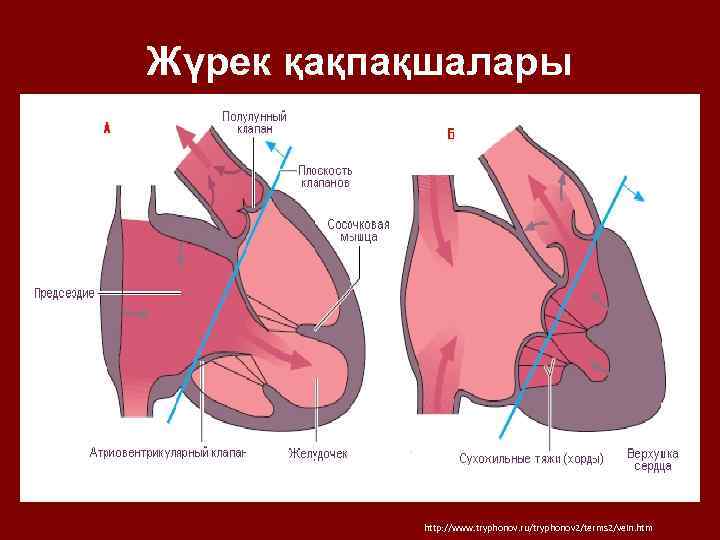 Жүрек қақпақшалары http: //www. tryphonov. ru/tryphonov 2/terms 2/vein. htm 