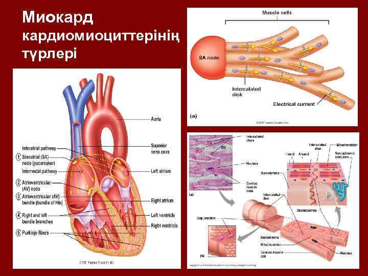 Миокард кардиомиоциттерінің түрлері 9 