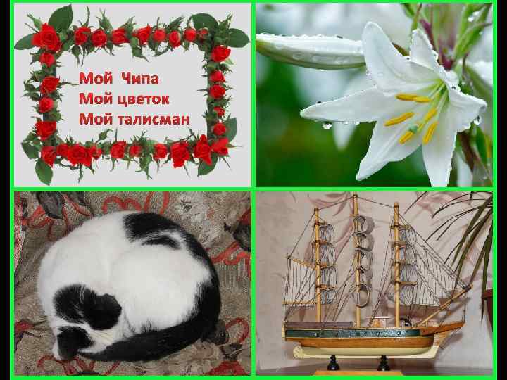 Мой Чипа Мой цветок Мой талисман 