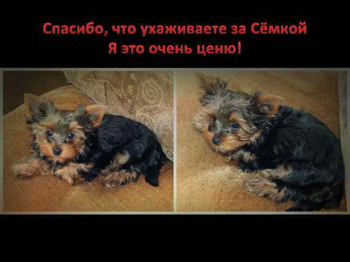 Спасибо, что ухаживаете за Сёмкой Я это очень ценю! 