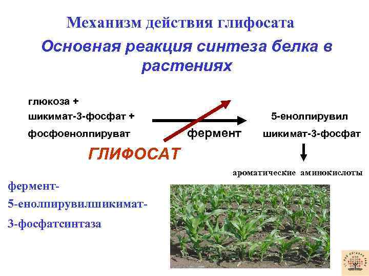 Механизм действия глифосата Основная реакция синтеза белка в растениях глюкоза + шикимат-3 -фосфат +