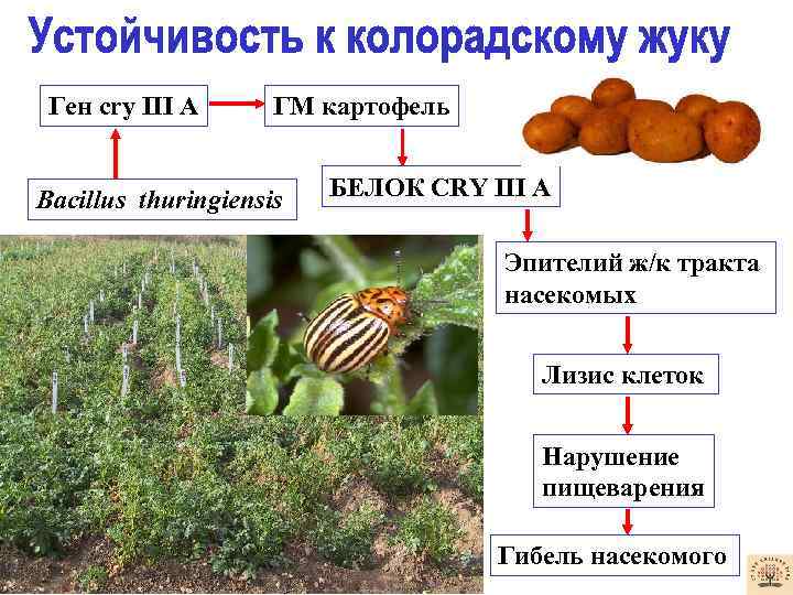 Ген сry III A ГМ картофель Bacillus thuringiensis БЕЛОК СRY III A Эпителий ж/к